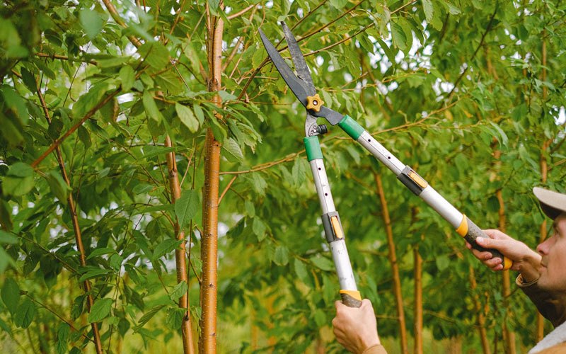 Tree trimming in Wheatland, PA